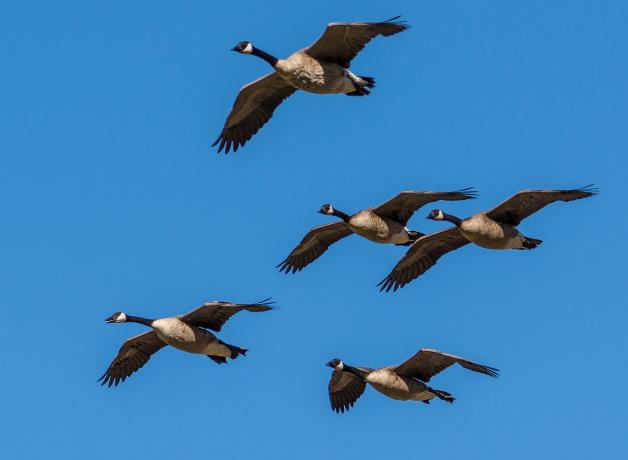 Canada Geese