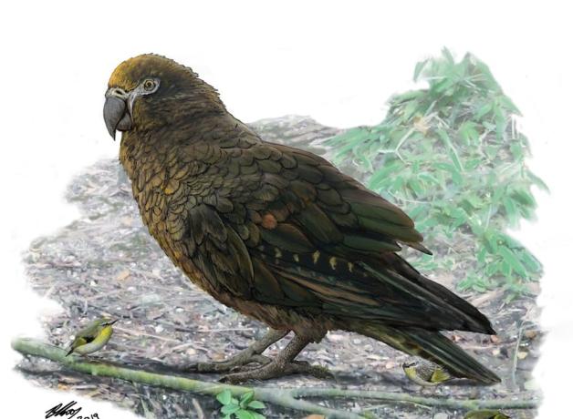 An artist's rendering of the extinct giant parrot of New Zealand