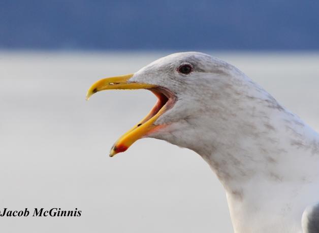 Glaucous-winged Gull