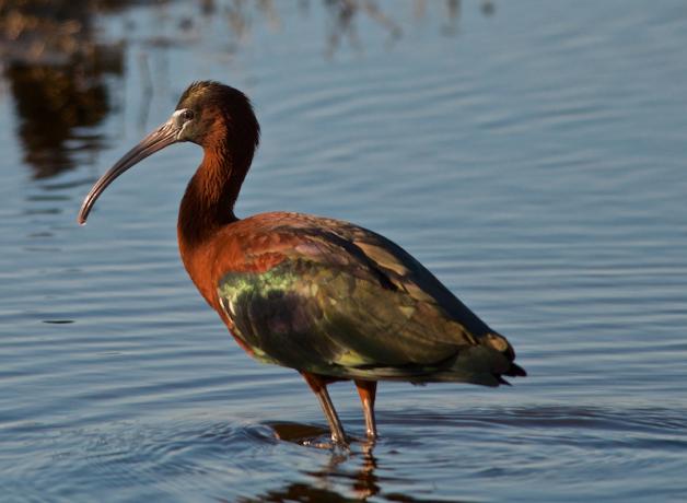 Glossy Ibis 