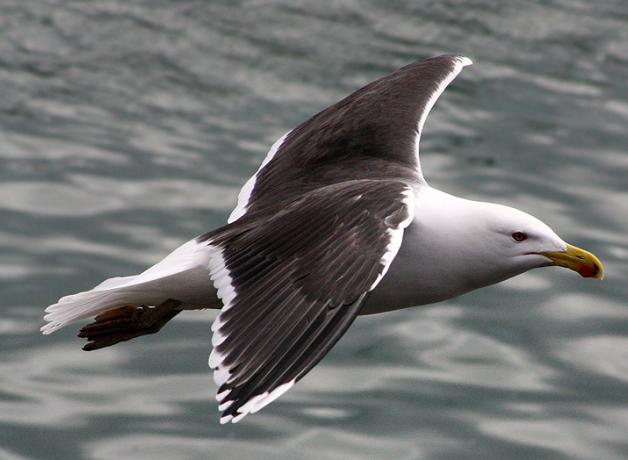 Great Black-backed Gull