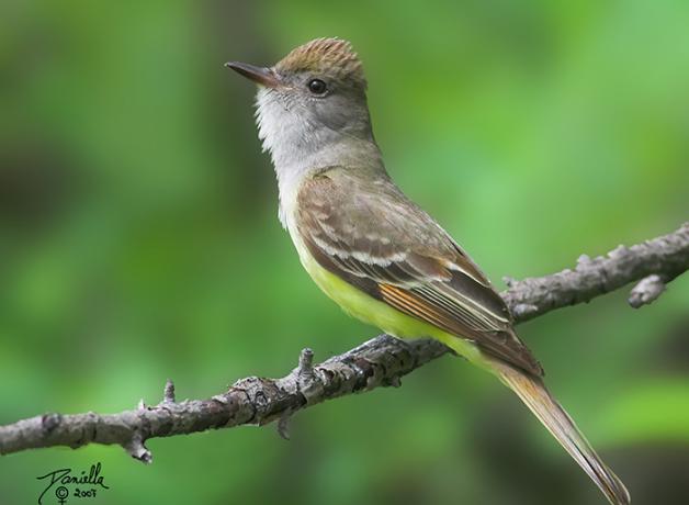Great Crested Flycatcher