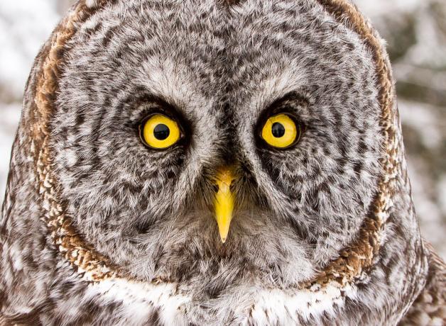 Great Gray Owl face showing bright yellow eyes and beak