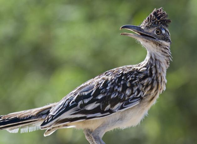 Greater Roadrunner