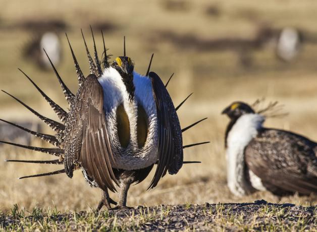 Greater Sage Grouse