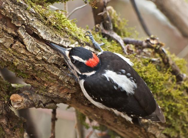 Hairy Woodpecker