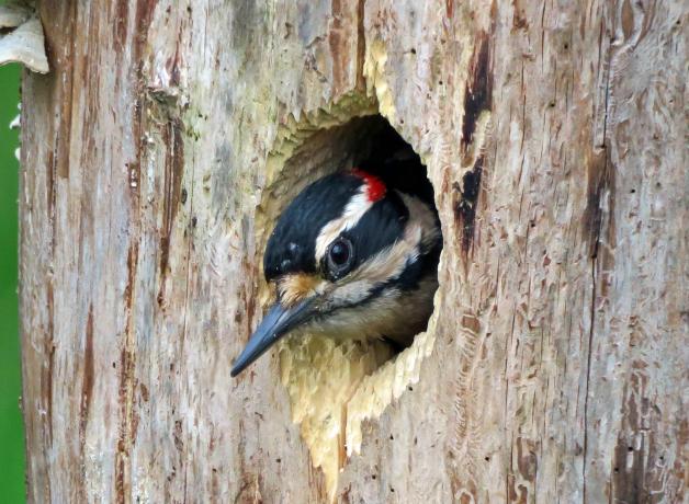 Hairy Woodpecker