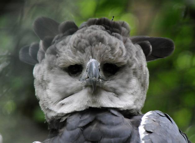 Harpy Eagle
