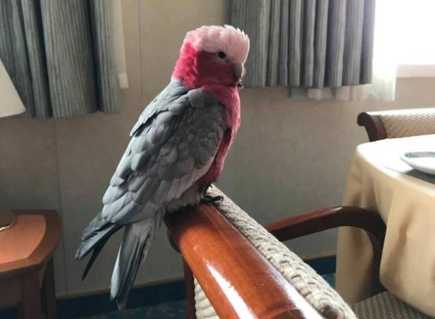 Rose-breasted Cockatoo