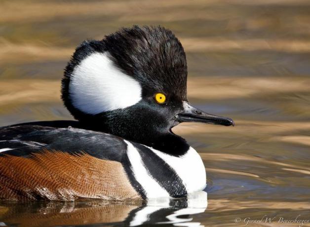 Hooded Merganser