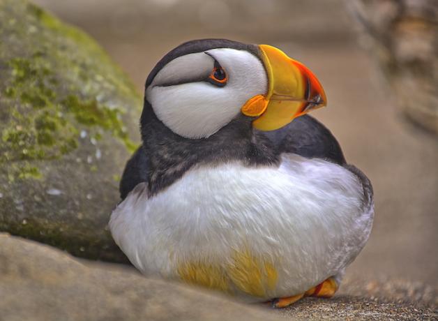 A Horned Puffin, with white breast and face and large short yellow and orange beak, sits on a rocky ledge, looking to its right. 