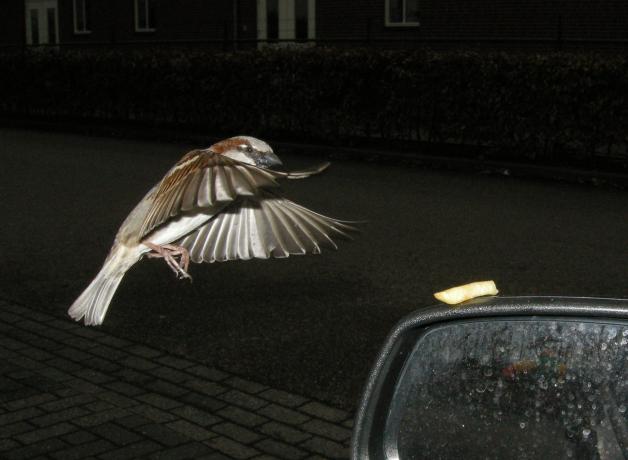 House Sparrow