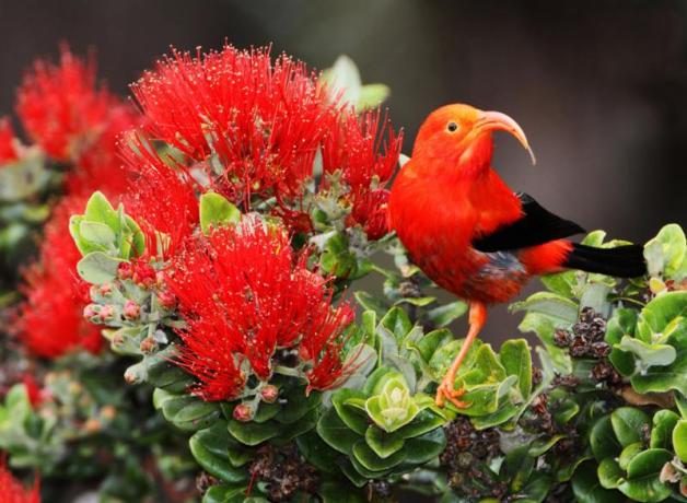 I'iwi, rainforest bird of Hawaii