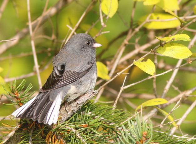 Dark-eyed Junco