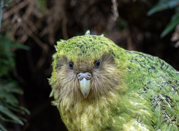 Kakapo