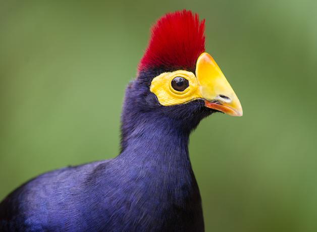 Lady Ross's Turaco