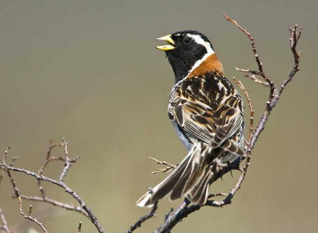 Lapland Longspur