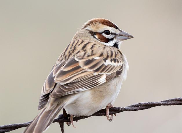 Lark Sparrow