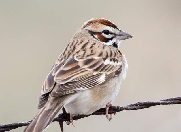 Lark Sparrow | BirdNote