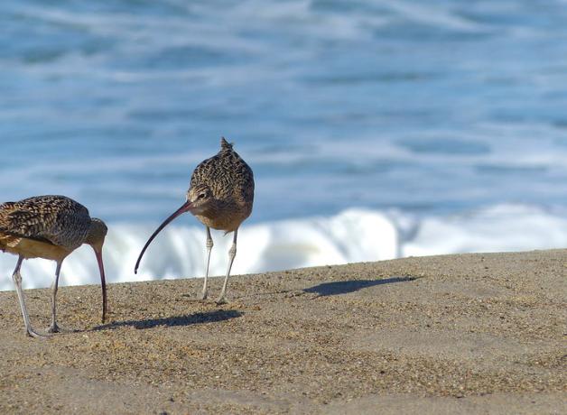 Long-billed Curlews