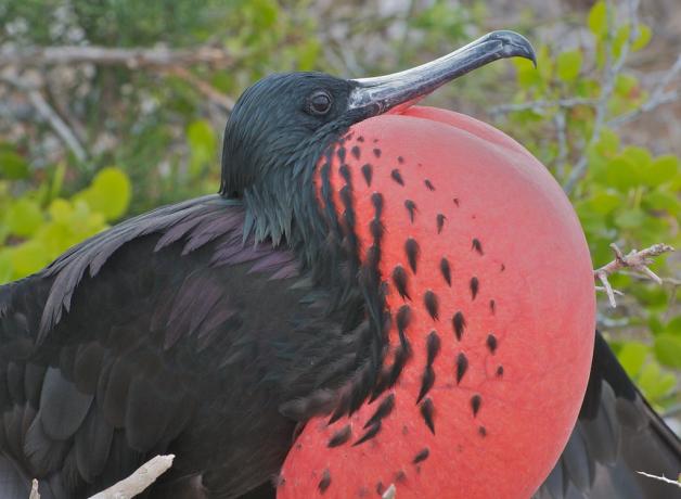 Magnificent Frigatebird with his red throat sac ballooned out with air