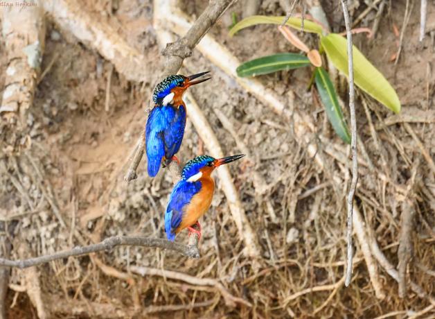Malachite Kingfishers