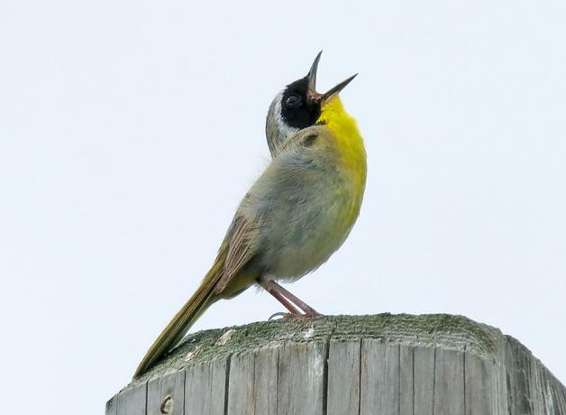 Male Common Yellowthroat singing