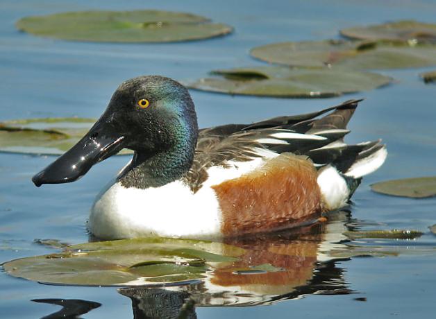 Male Northern Shoveler