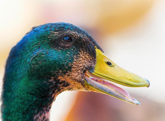 Mallard (male), taste buds are inside the bill