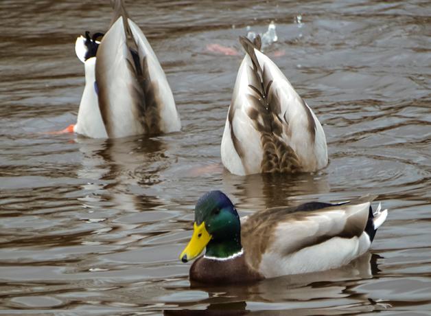 Three male Mallard ducks, two of them with their rear ends in the air and their heads underwater as they "dabble" for food.