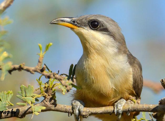 Mangrove Cuckoo found in Florida in winter