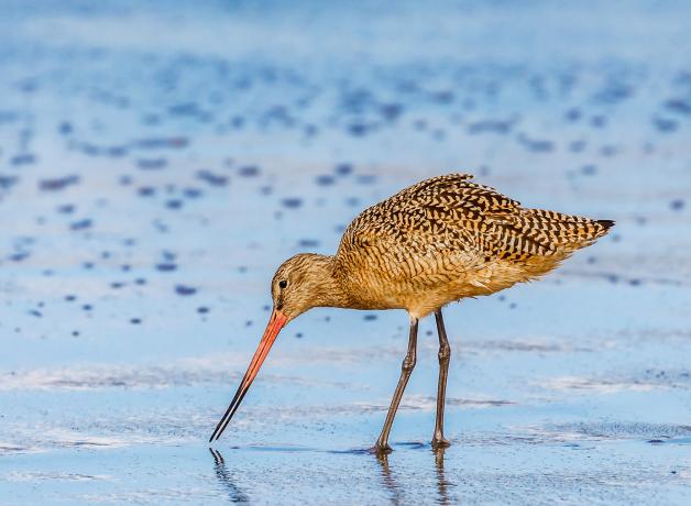 Marbled Godwit