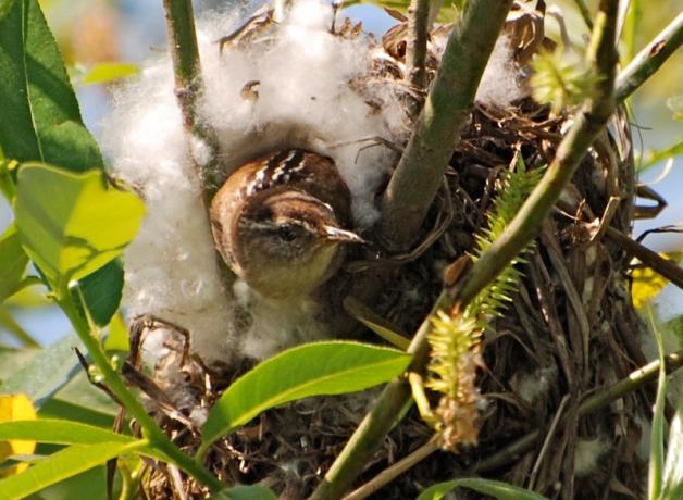 Marsh Wren peeking out of its nest