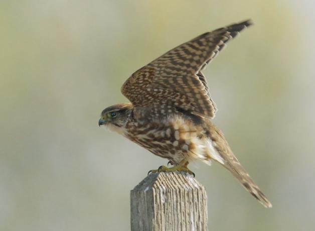 Female Merlin perched on fence post