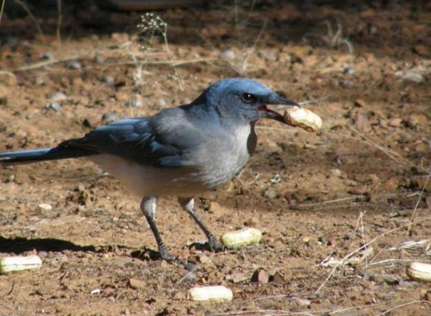 Mexican Jay choosing from among several unshelled peanuts. It is holding one peanut in its beak.