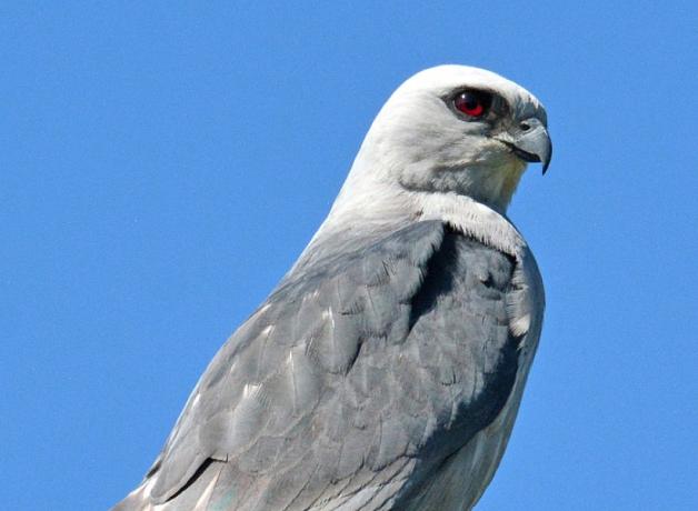 Mississippi Kite posed against a clear blue sky.