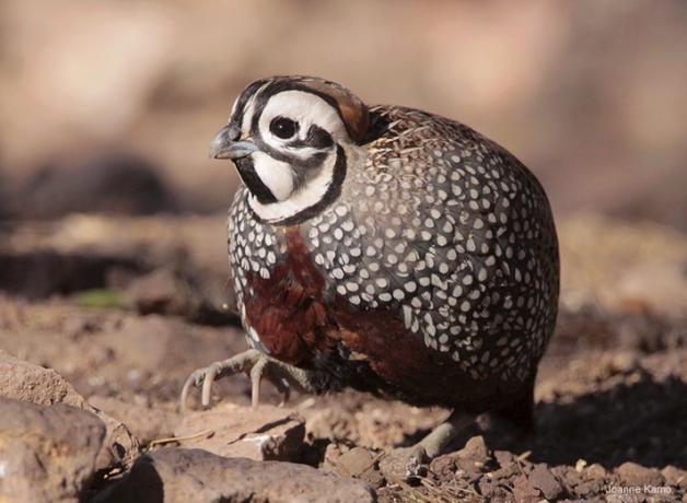 Montzuma Quail