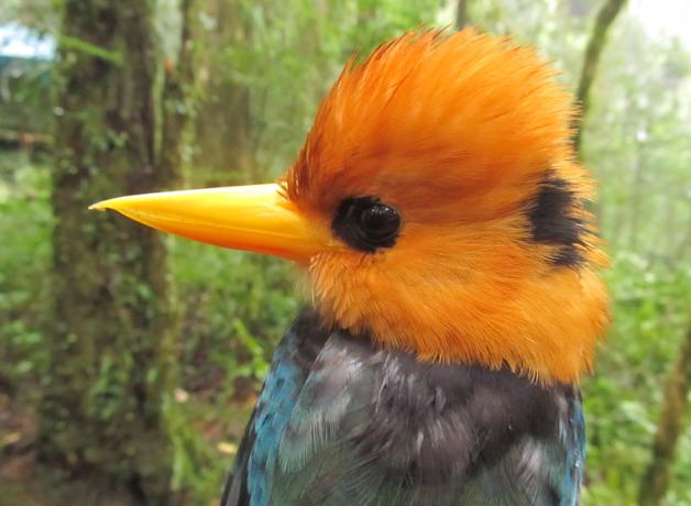 Mountain Kingfisher