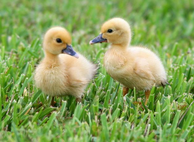 Two Muscovy ducklings standing on grass, their soft fuzzy yellow bodies and dark eyes and beaks seen in overcast light.