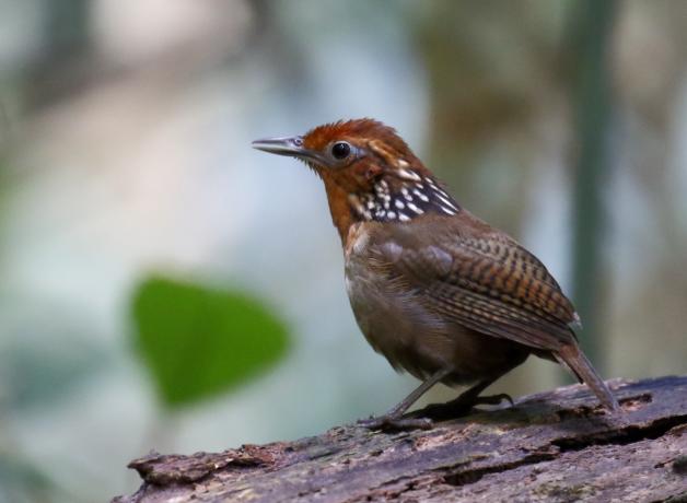 Musician Wren