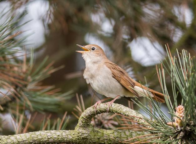 Nightingale