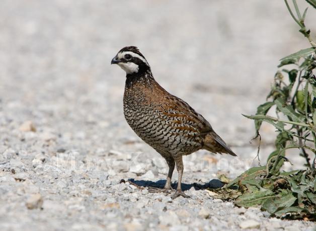 Northern Bobwhite