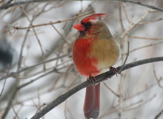 A Northern Cardinal showing male plumage coloration on its right side, female plumage coloration on its left side.