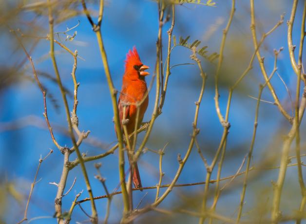 Male Northern Cardinal singing