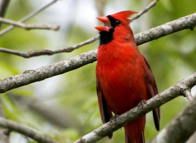 A male Northern Cardinal singing on a branch