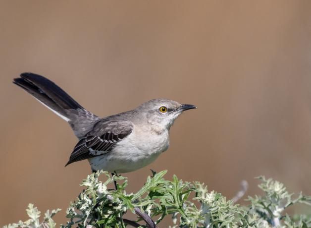 Northern Mockingbird