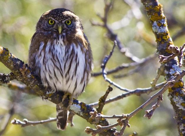 Northern Pygmy Owl