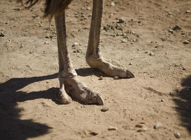 Ostrich feet