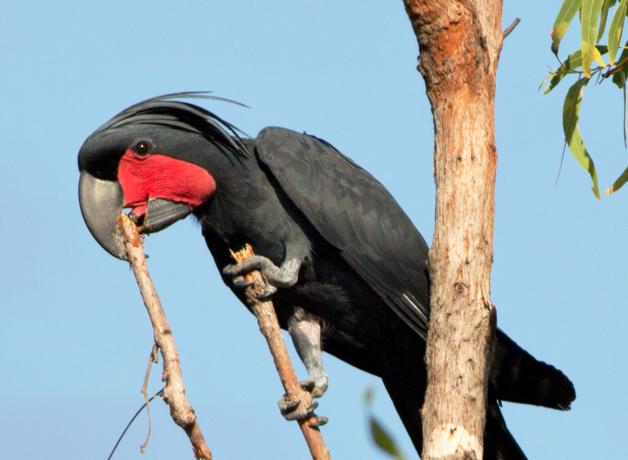 Palm Cockatoo