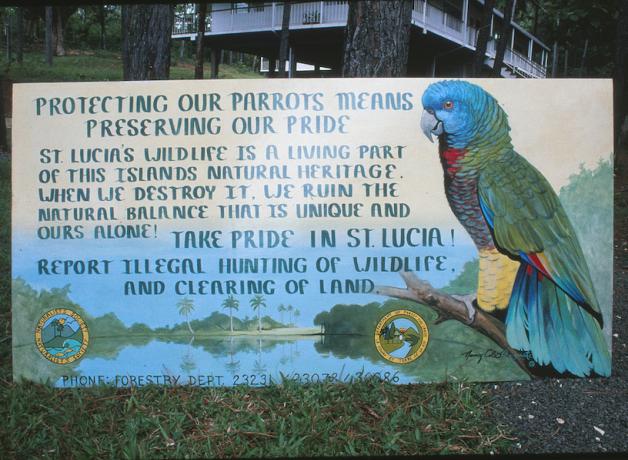Parrot Poster on St. Lucia